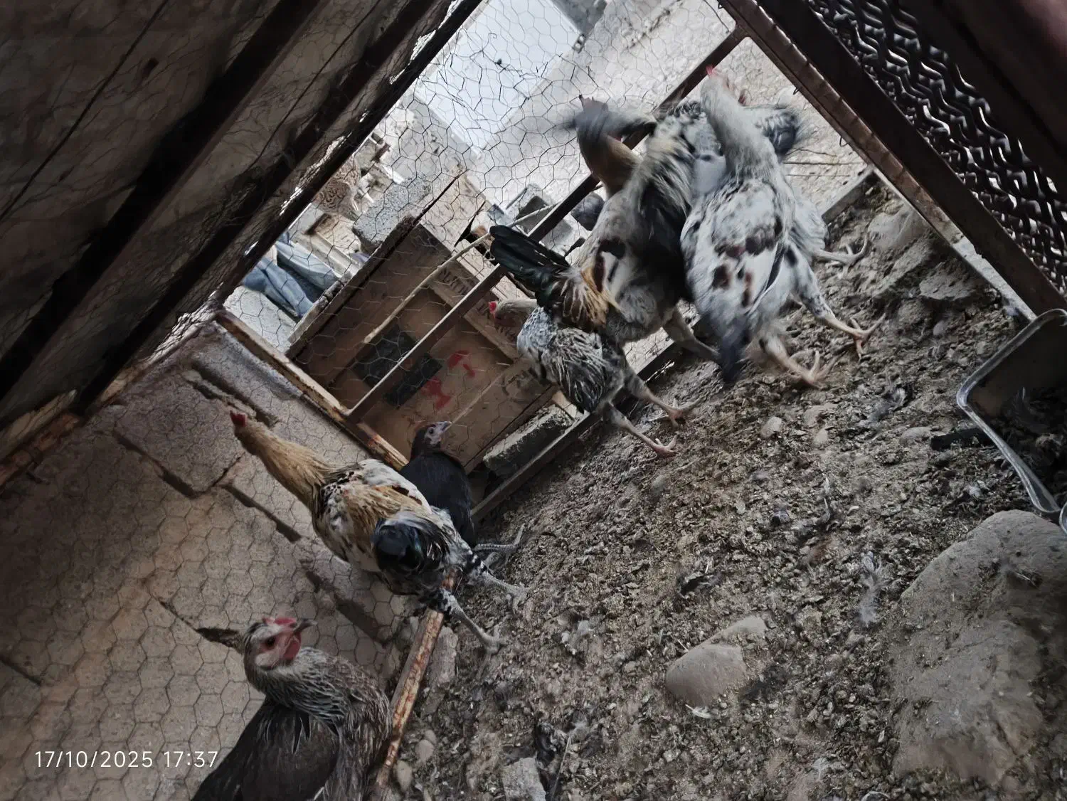 جوجه خروس محلی|حیوانات مزرعه|دشمن زیاری, |دیوار