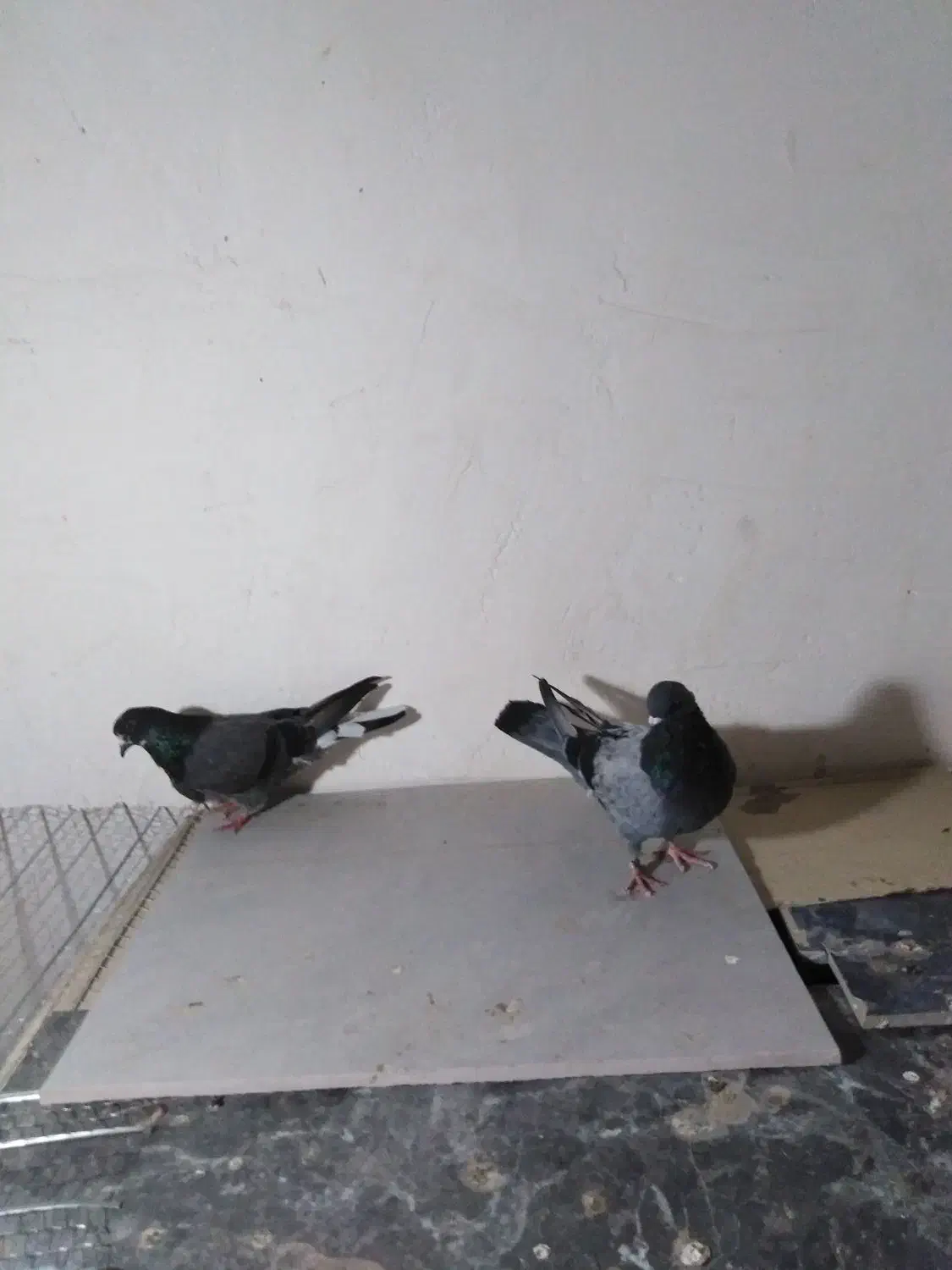 کبوتر پرشی سالم|پرنده|بابل, |دیوار