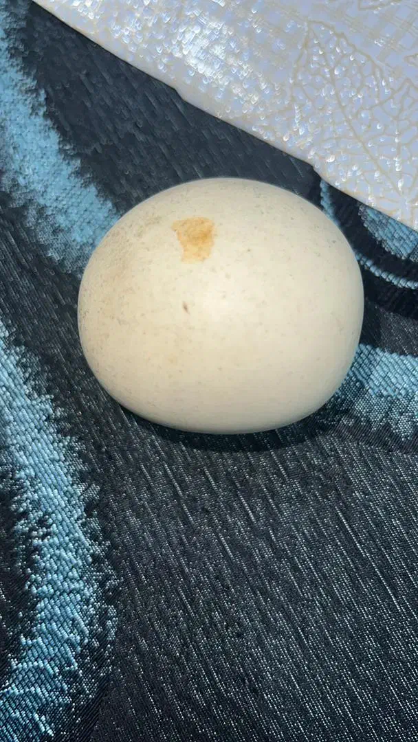 سنگ الماس آسیاب|جواهرات|تهران, گیشا|دیوار