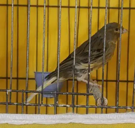 قناری نر شل و قرص خون درجه یک|پرنده|ملایر, |دیوار