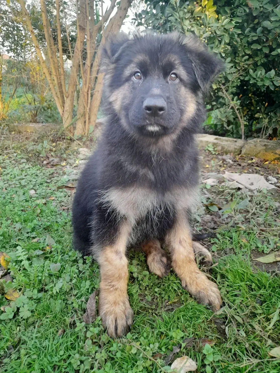 توله ژرمن|سگ|رشت, لاکان شهر|دیوار