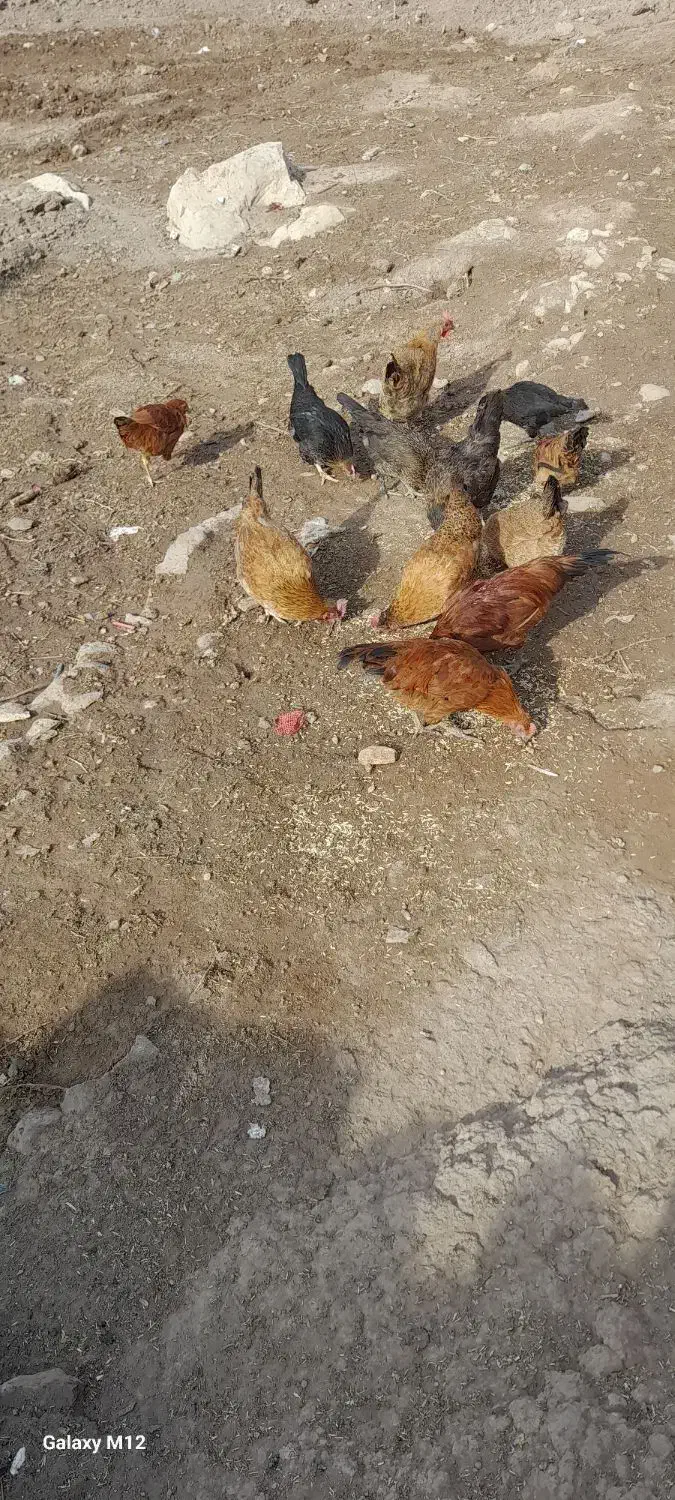 برای قیمت تماس بگیرید|حیوانات مزرعه|کوهدشت, |دیوار