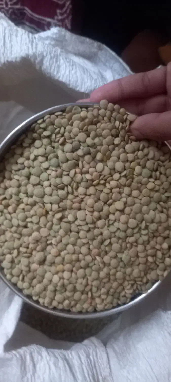 عدس|خوردنی و آشامیدنی|اسفرورین, |دیوار