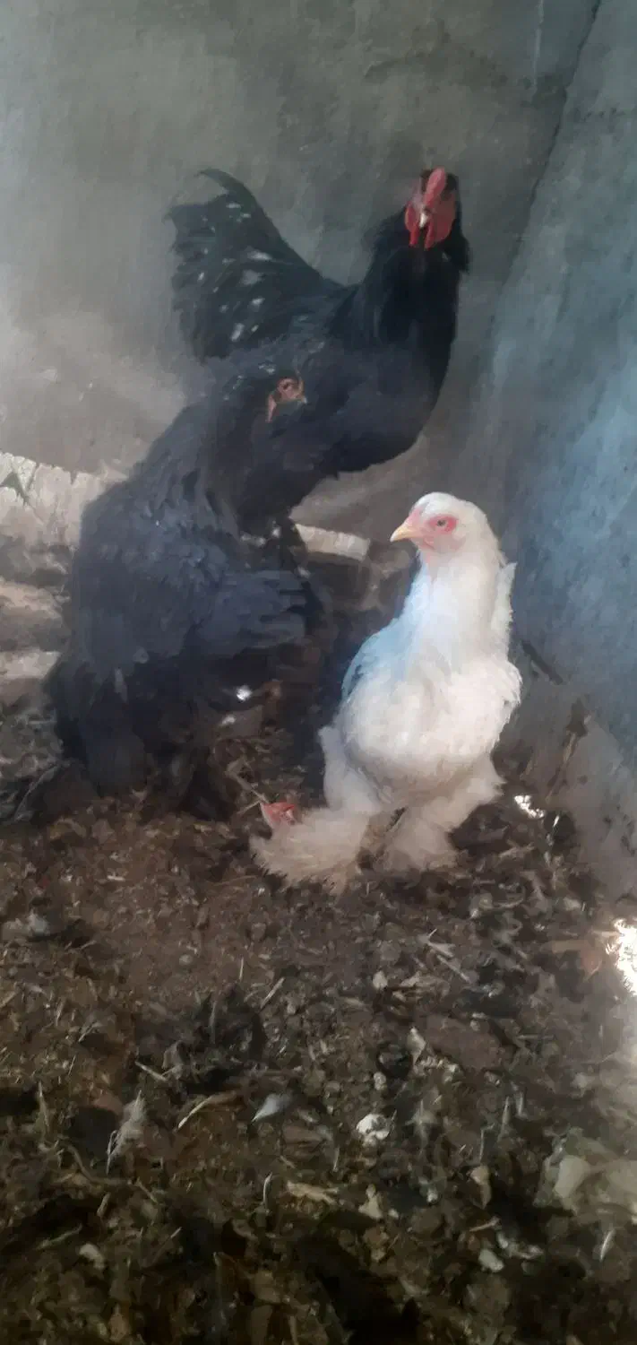 مرغ وخروس|حیوانات مزرعه|مبارکه, |دیوار