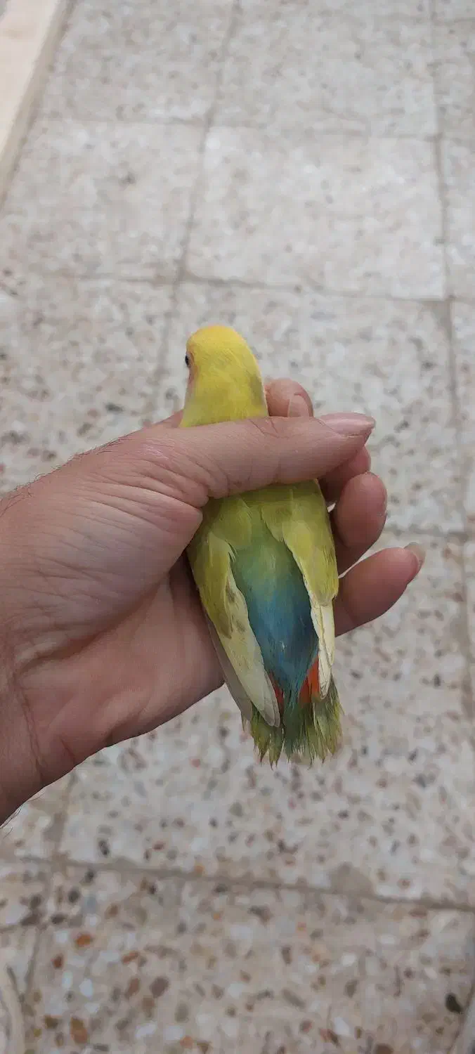 کوتوله برزیلی و فنچ نرگسی|پرنده|آستانه اشرفیه, |دیوار