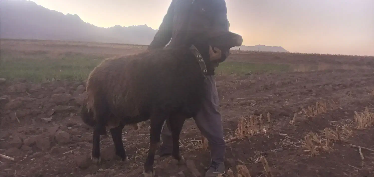 قوچ‌قزل‌افشار|حیوانات مزرعه|فریدونشهر, |دیوار