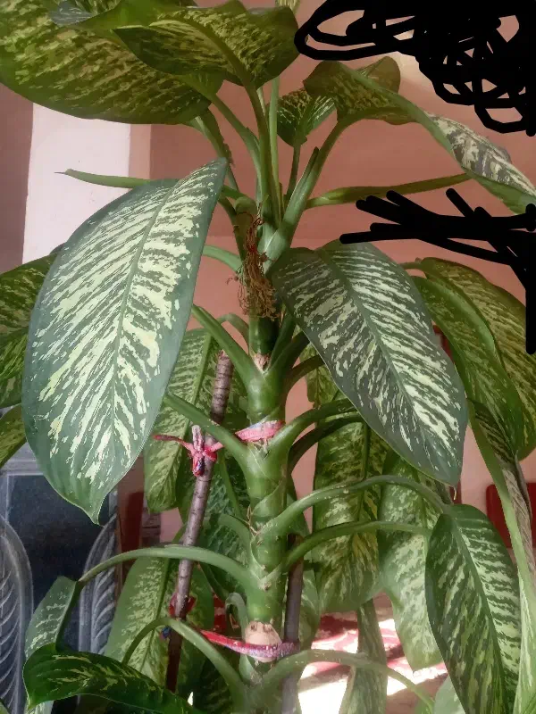 گل دیفن|گل و گیاه طبیعی|اهر, |دیوار