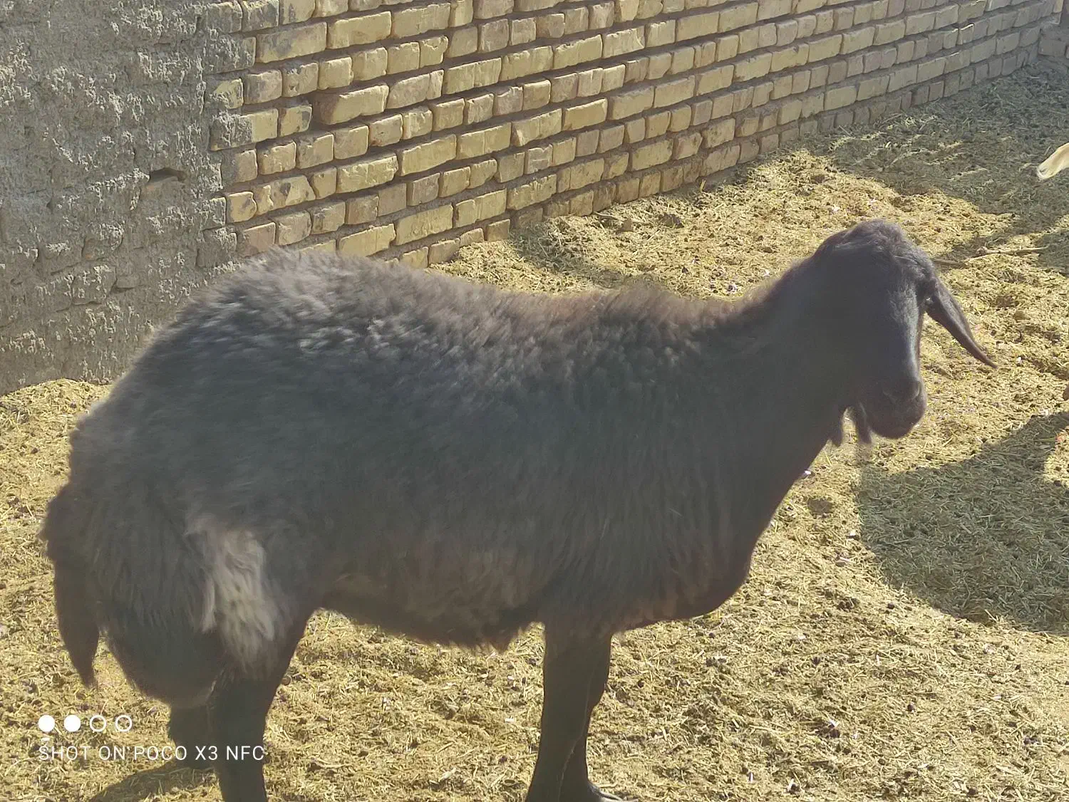 میش افشار قزل افشار|حیوانات مزرعه|اردکان, |دیوار