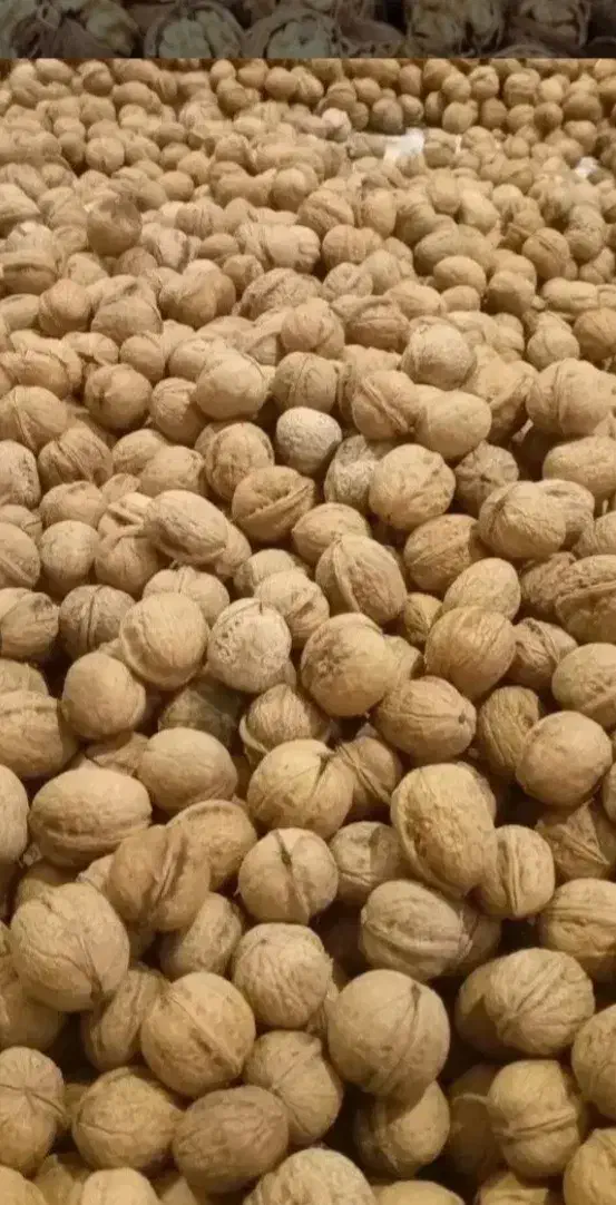 تازه محصول|حراج|گرگان, |دیوار