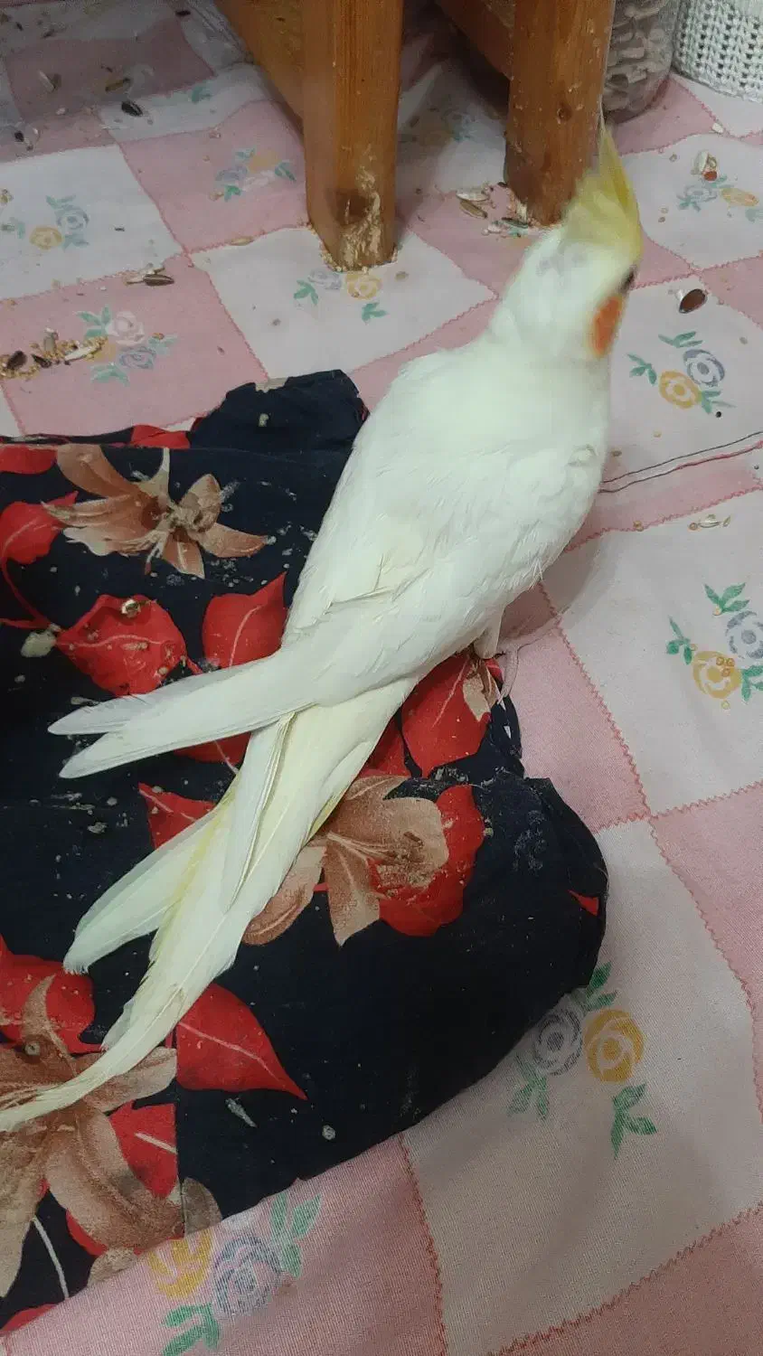 عروس هلندی|پرنده|صومعه‌سرا, |دیوار