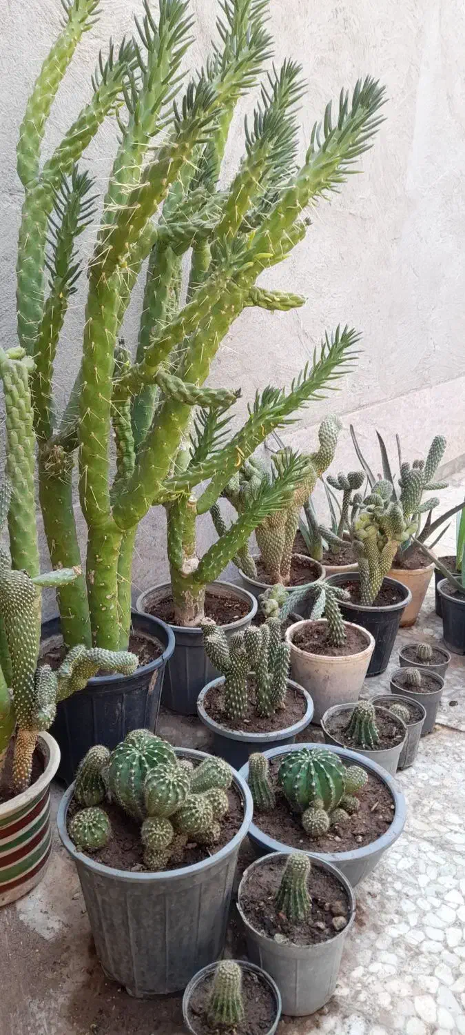 گل وگلدون|گل و گیاه طبیعی|رفسنجان, |دیوار