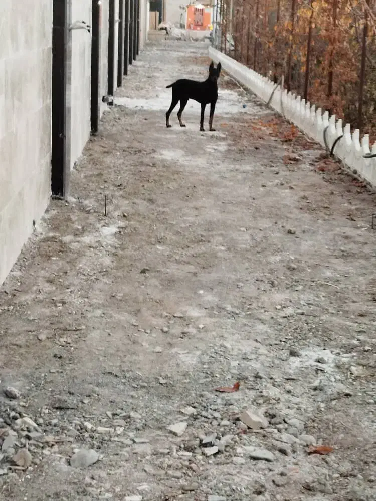 سگ نردوبرمن.مشکی|سگ|سبزوار, قصبه شرقی|دیوار