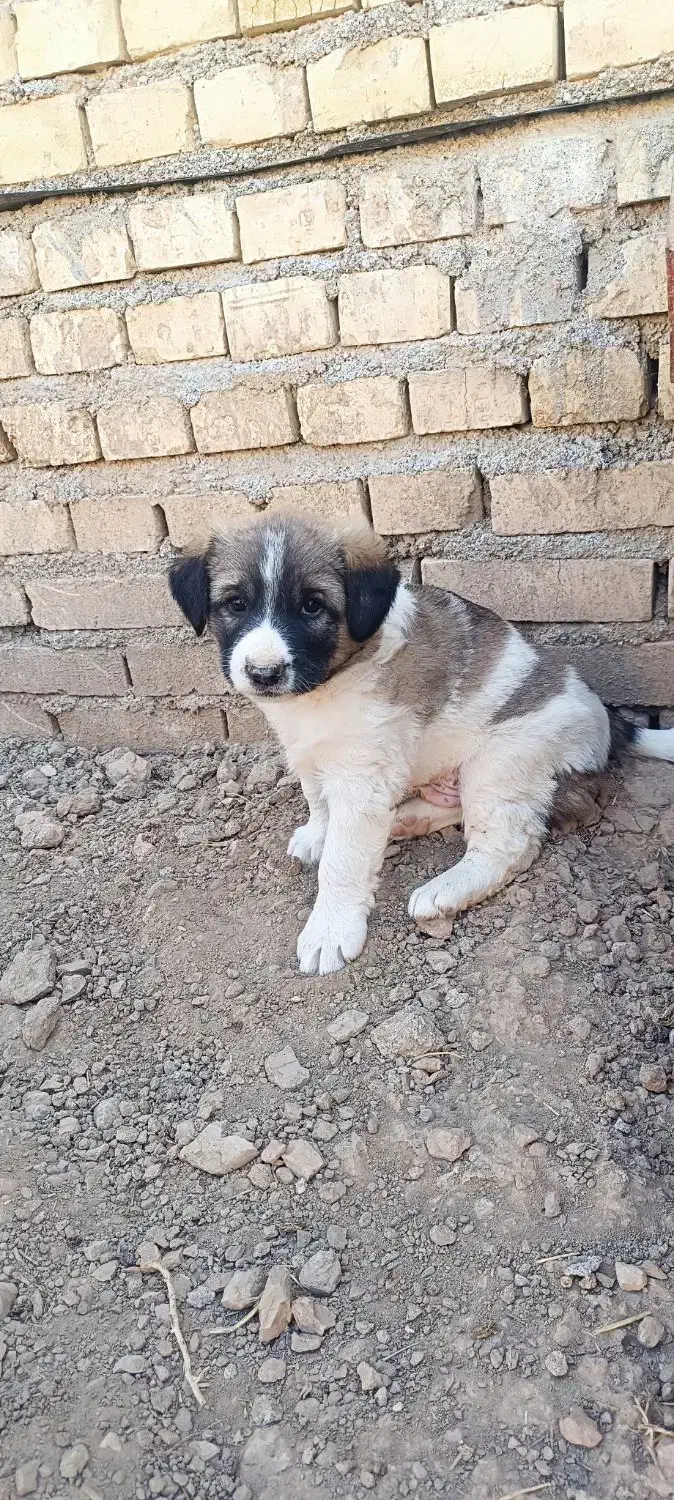 سگ نر|سگ|کارون, |دیوار