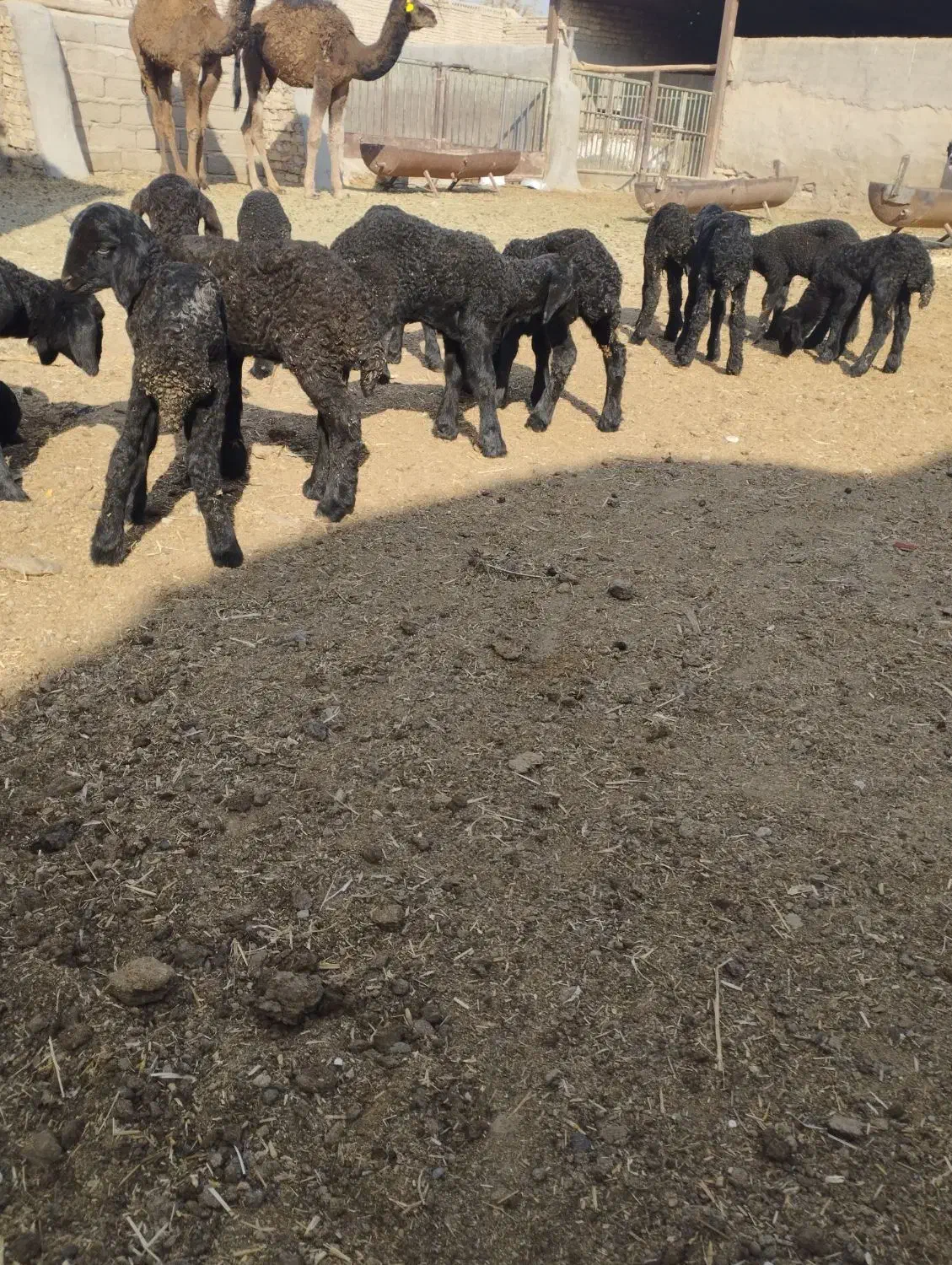 13رسبرهشیریموجوداست|حیوانات مزرعه|جوادآباد, |دیوار