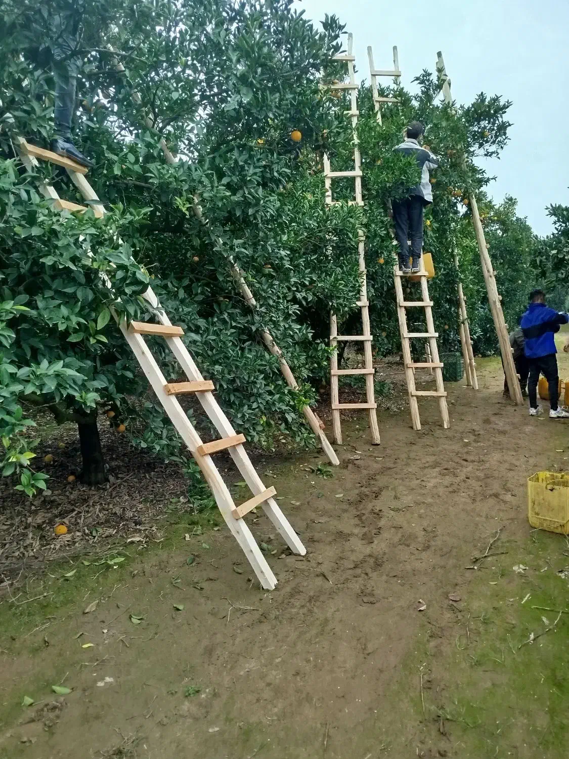 استخدام کار پرتغال چینی|استخدام صنعتی، فنی، مهندسی|فرح آباد, |دیوار