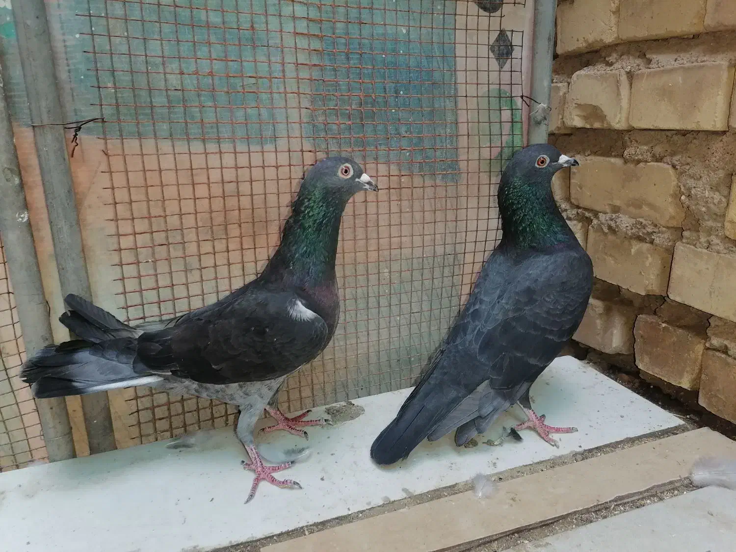 کبوتر چاپی و زاغ|پرنده|اهواز, گلستان|دیوار