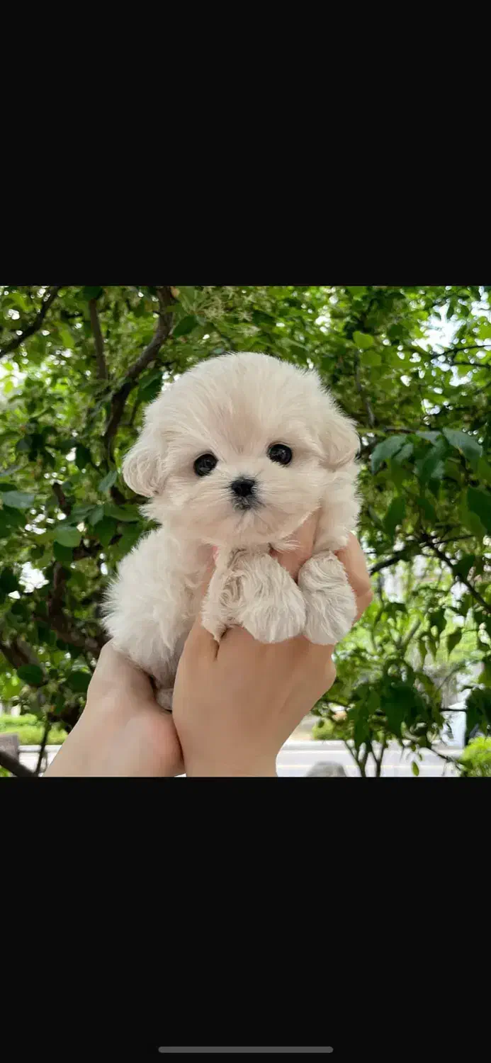 سگ جیبی|سگ|تبریز, |دیوار