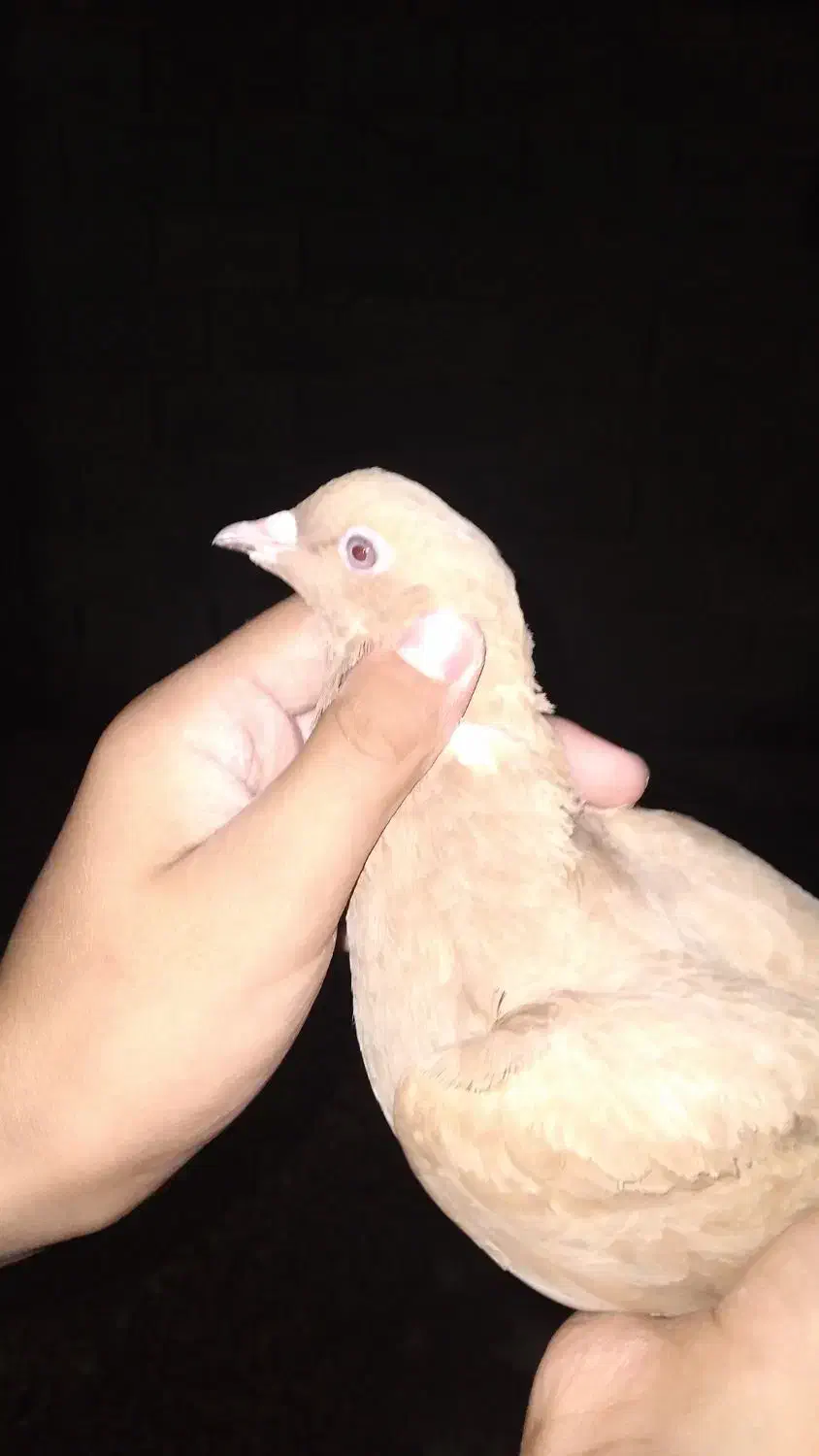 دم پاک|پرنده|گتوند, |دیوار