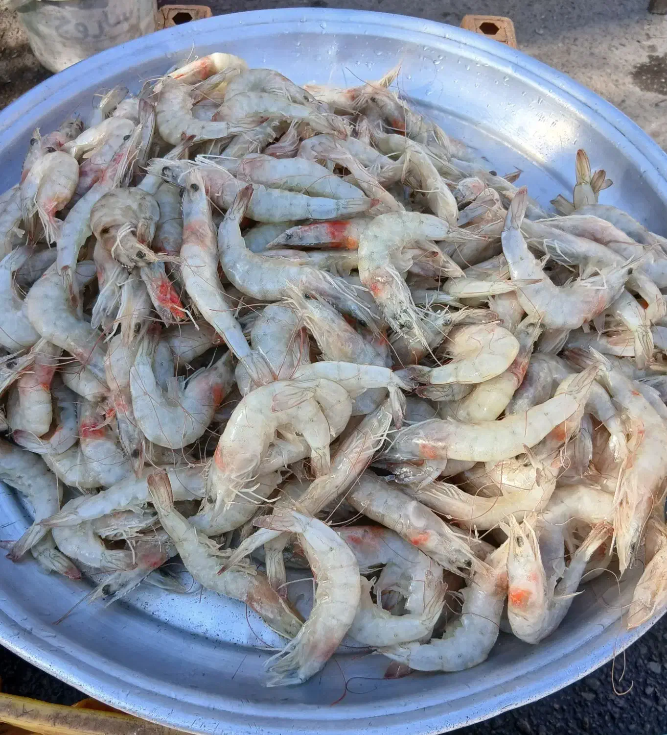 انواع ماهی جنوب در خدمت هم استانی های عزیز|ماهی|دورود, |دیوار