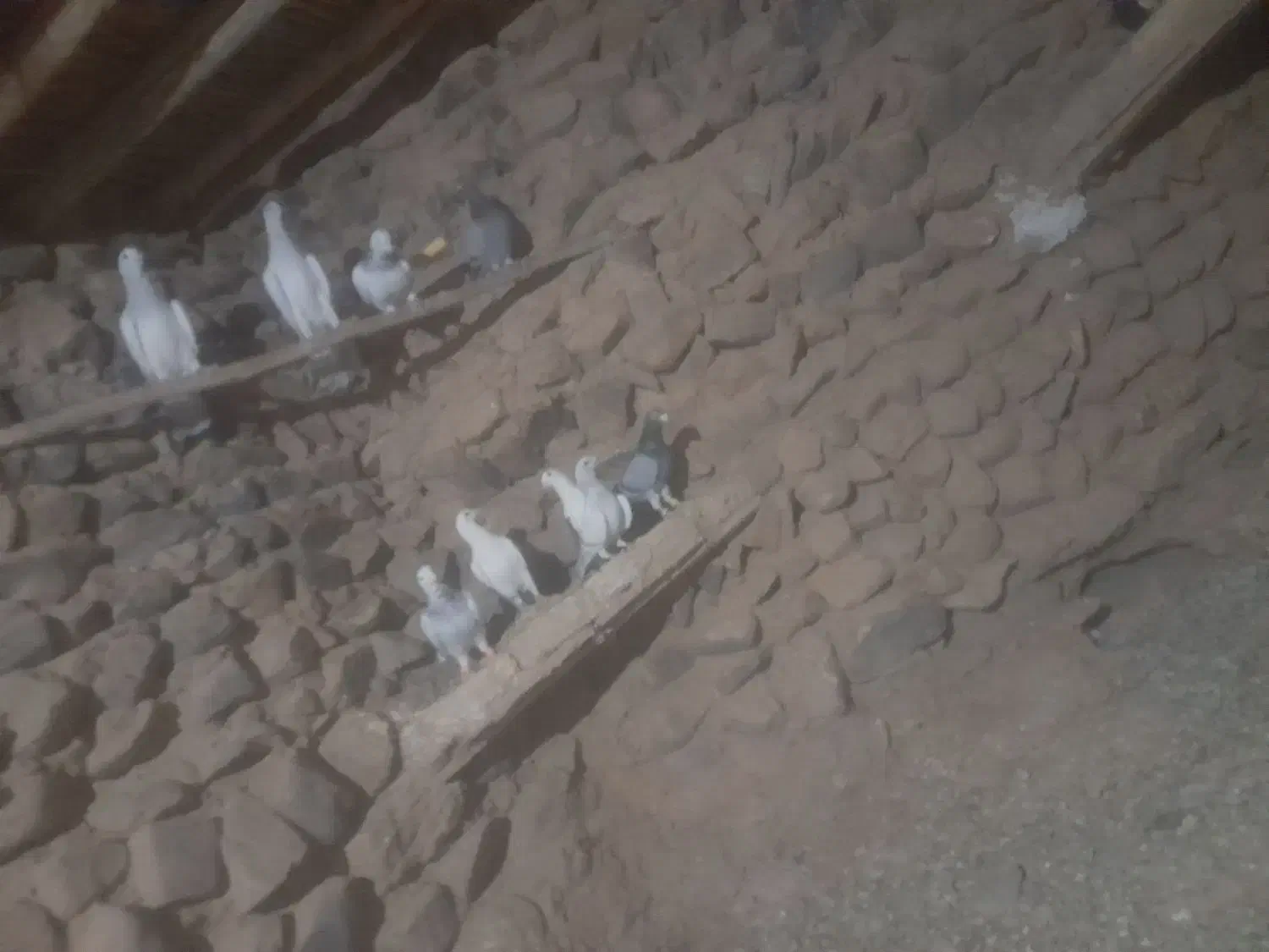 پرنده|پرنده|فرح دشت, |دیوار