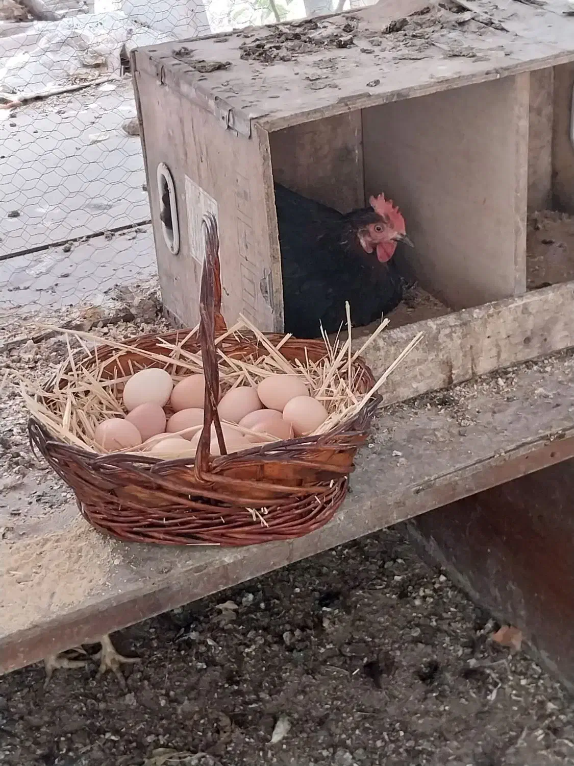 تخم مرغ محلی|خوردنی و آشامیدنی|اندیشه, اندیشه فاز ۱|دیوار