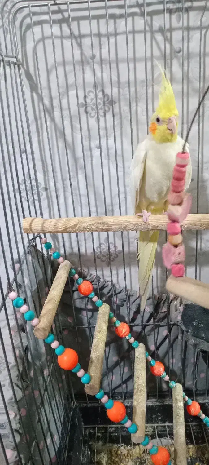 عروس هلندی نر|پرنده|پاکدشت, پاکدشت (مامازند)|دیوار