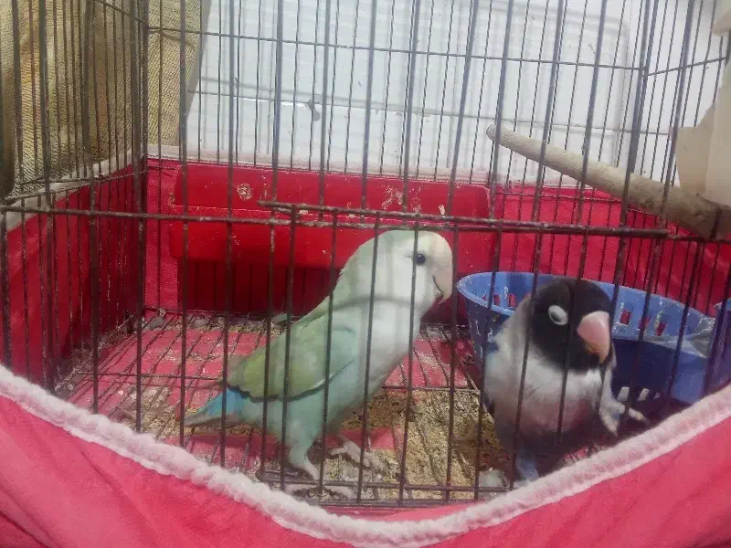 طوطی برزیلی یک جفت|پرنده|بندر امام خمینی, |دیوار