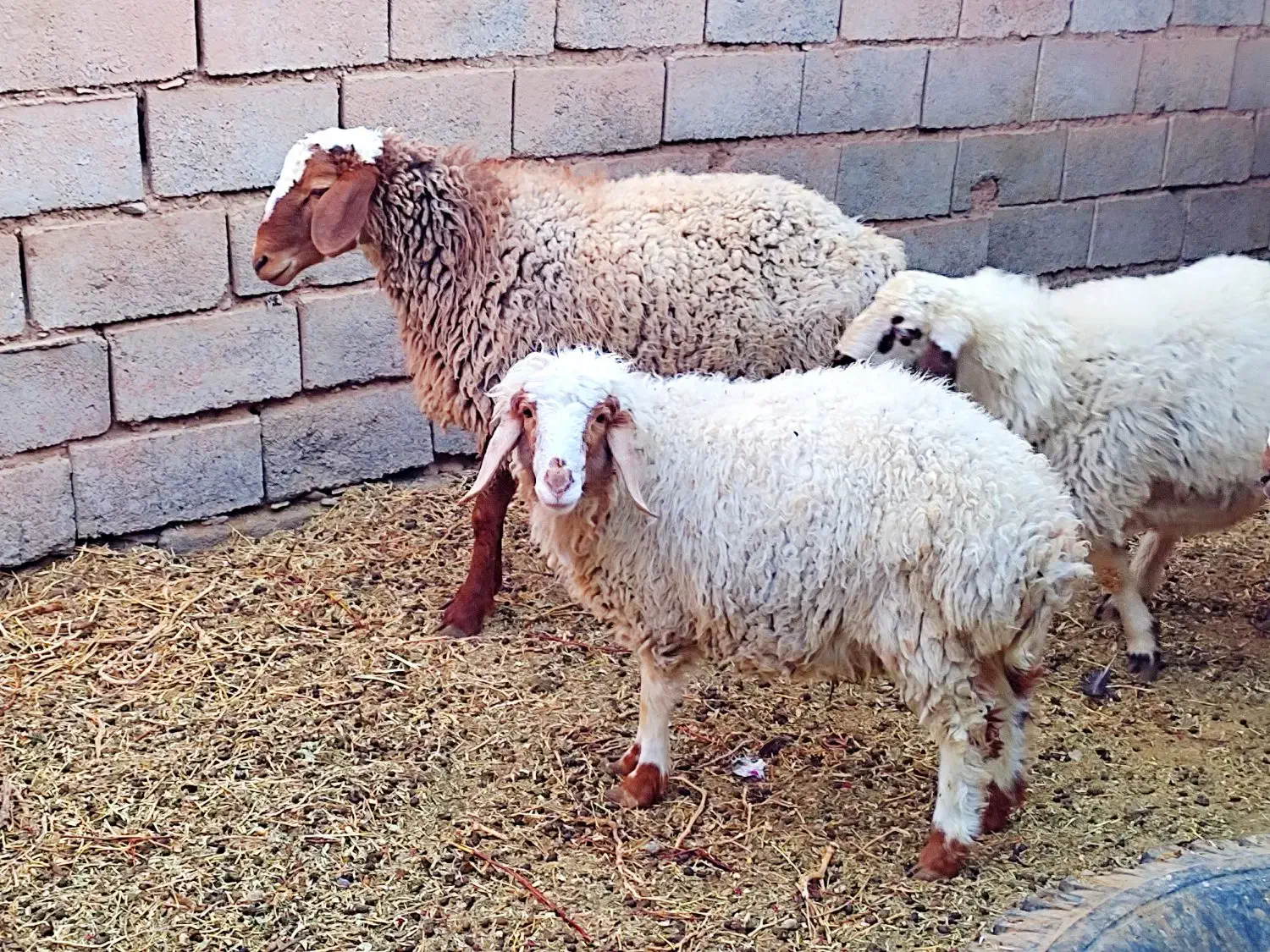 بره نر|حیوانات مزرعه|قائن, |دیوار