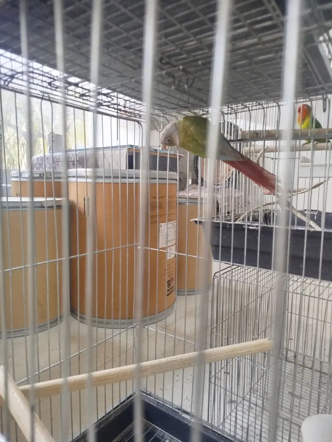 گرینچیک|پرنده|هشتگرد, هشتگرد قدیم|دیوار