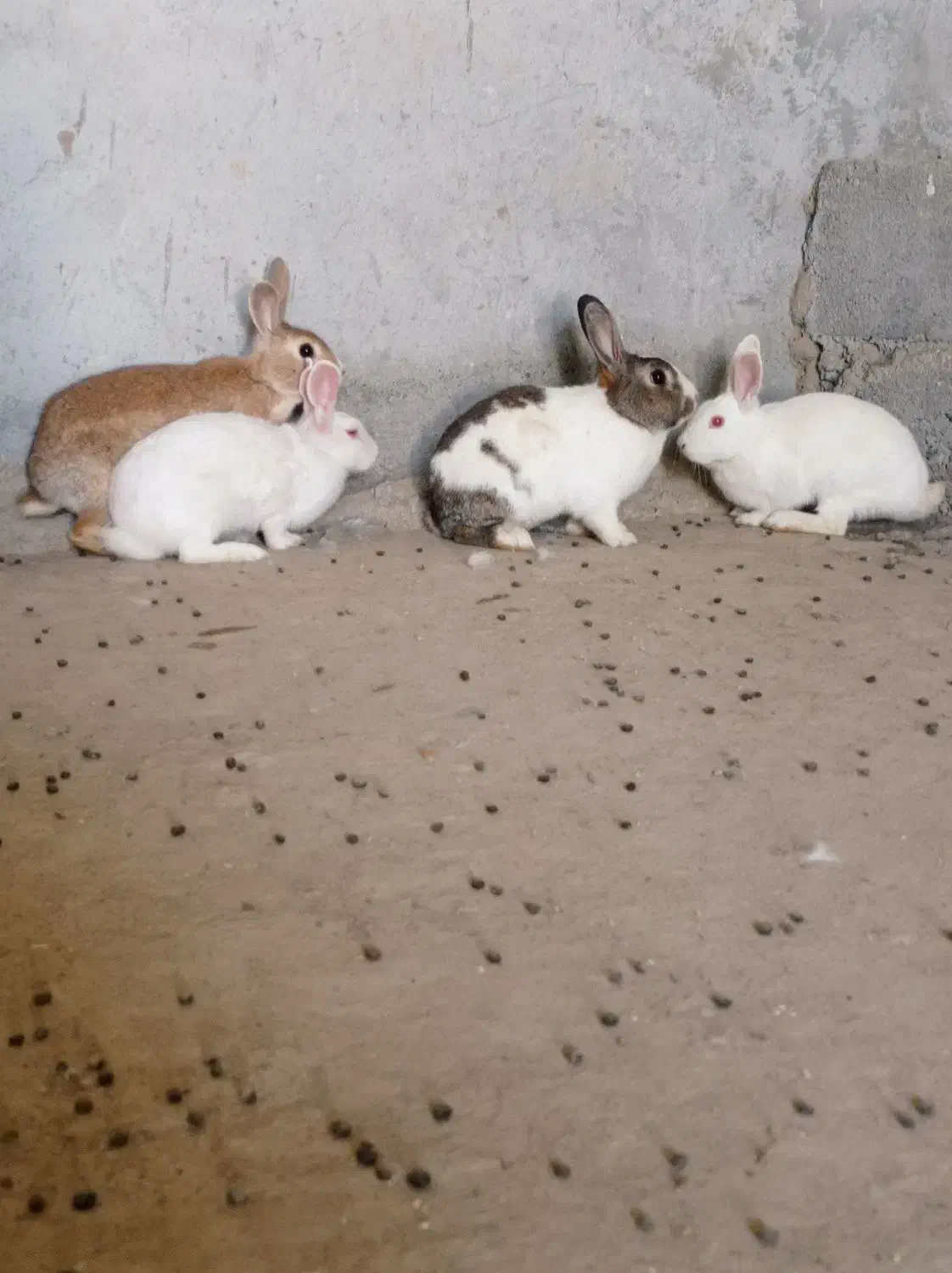 خرگوش بزرگ|موش و خرگوش|بندرعباس, |دیوار