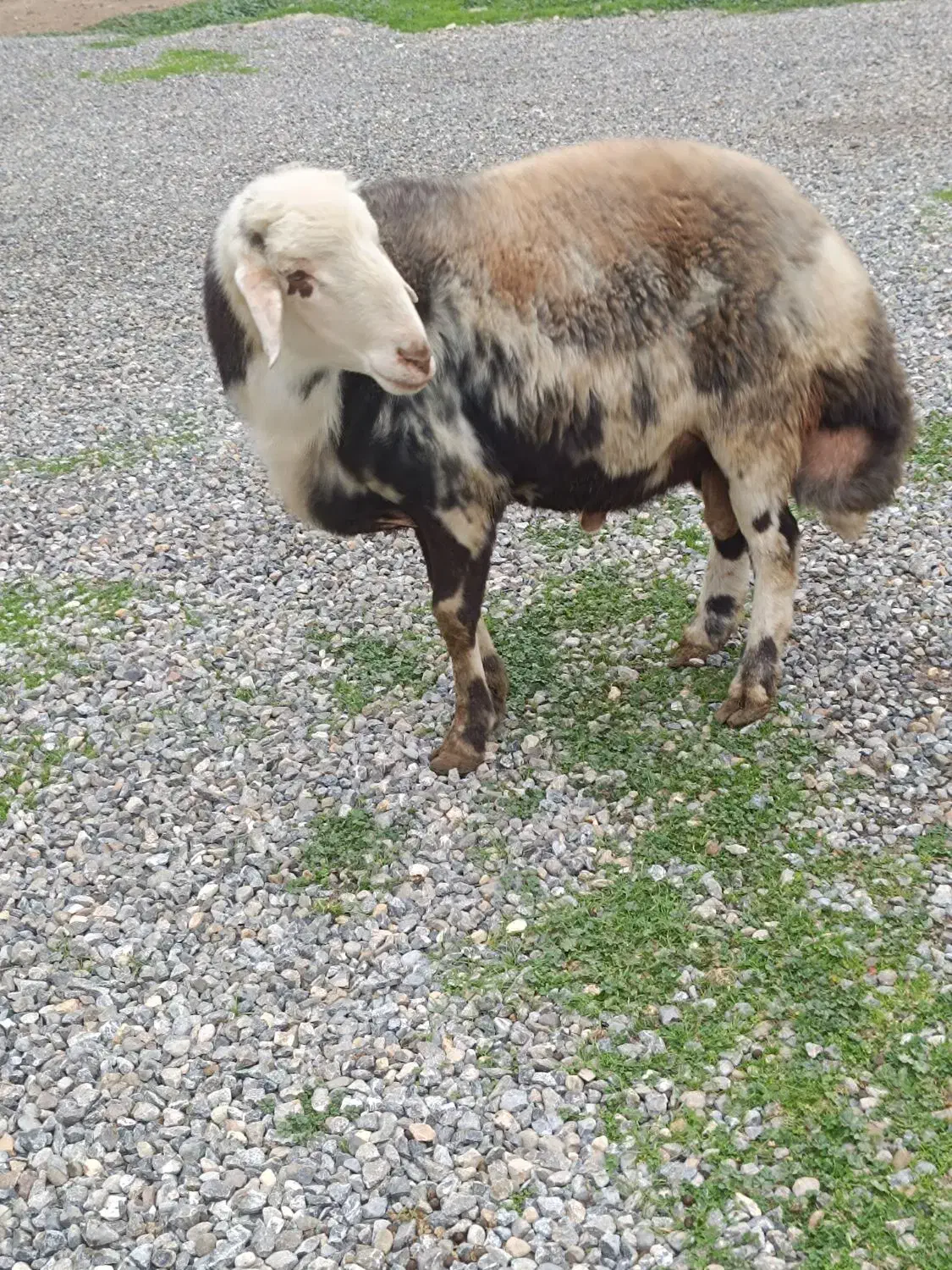 قوچ|حیوانات مزرعه|سیمین شهر, |دیوار