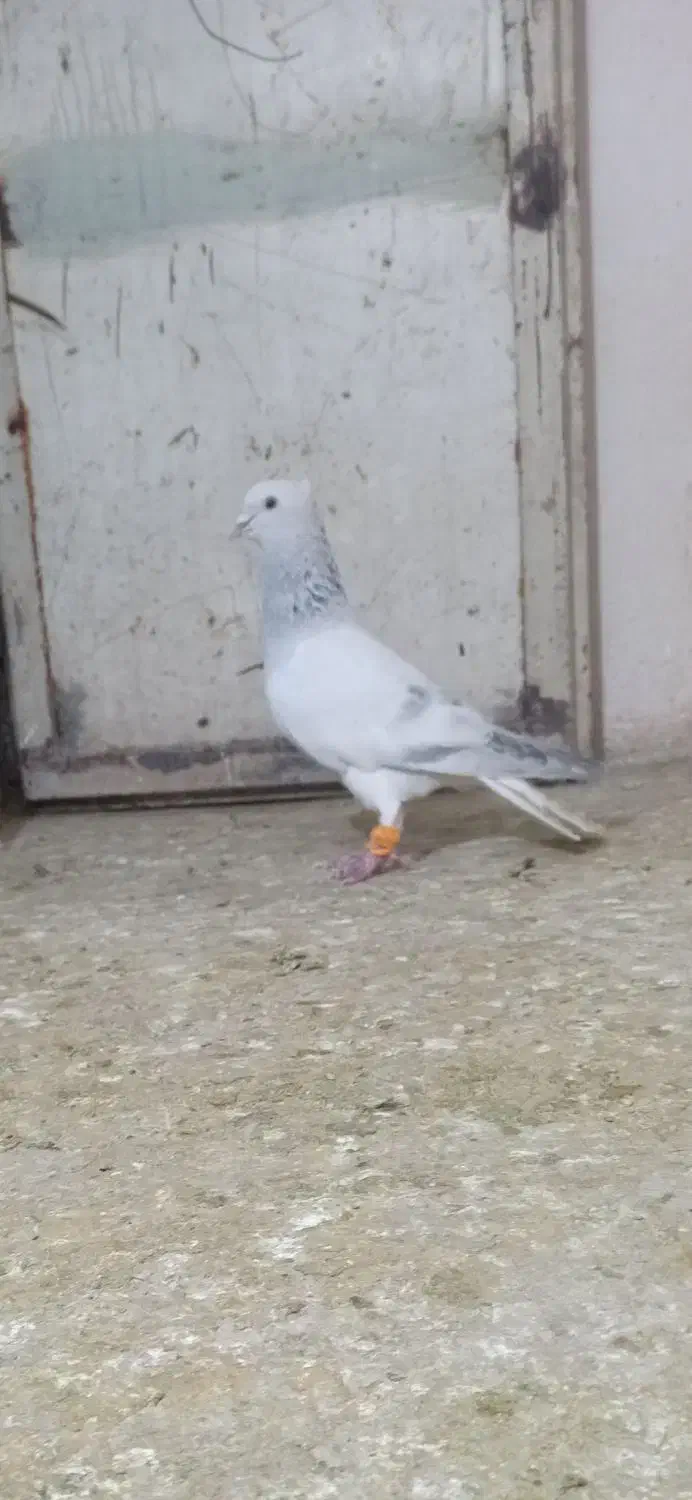 کبوتر|پرنده|نیشابور, فضل|دیوار