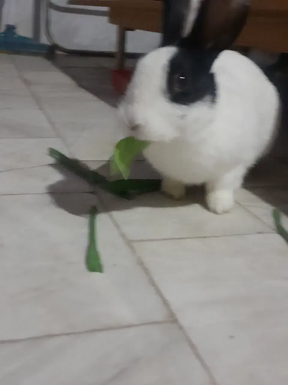 خرگوش دستی|موش و خرگوش|قم, باجک سه|دیوار