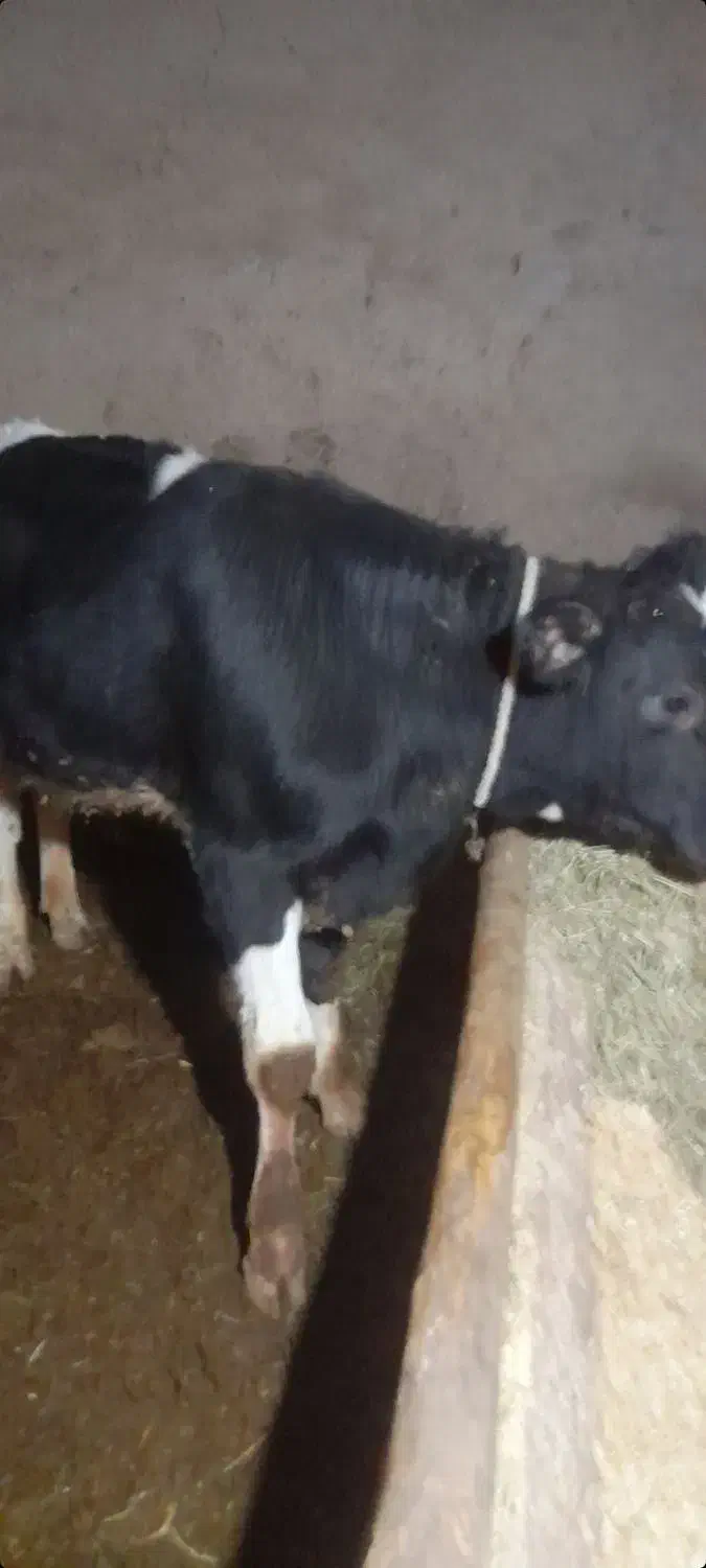 گوساله نر|حیوانات مزرعه|زنجانرود, |دیوار