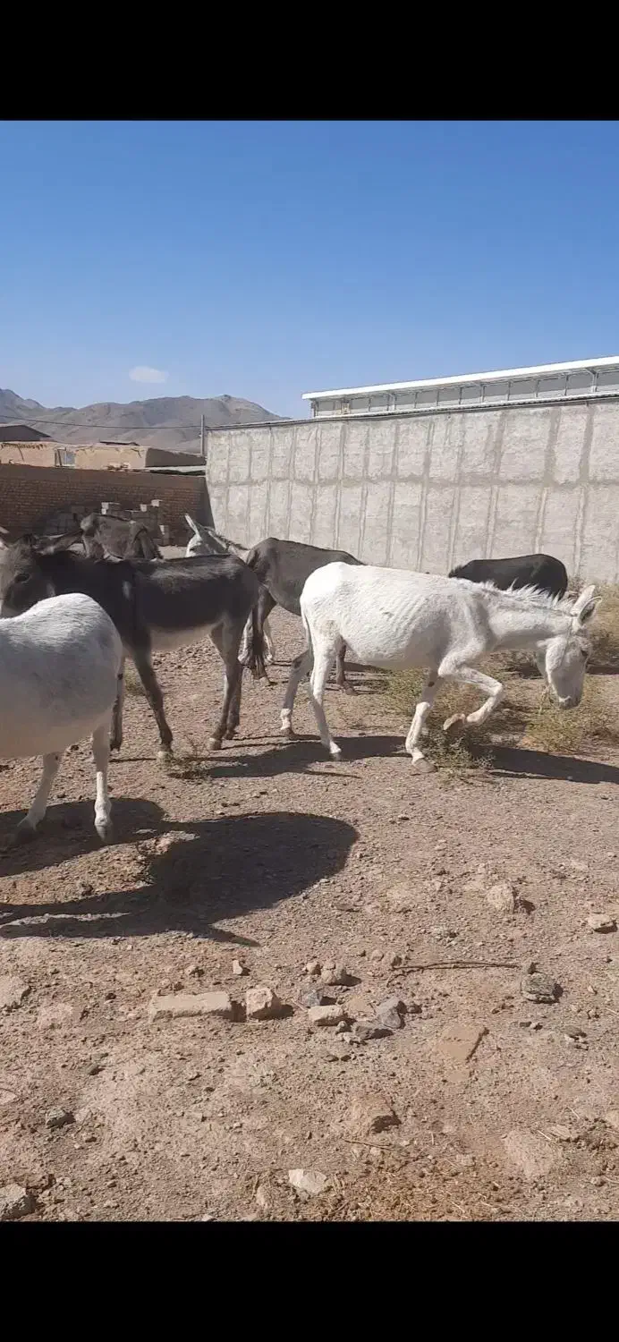 فروش الاغ|حیوانات مزرعه|پلنگ آباد, |دیوار