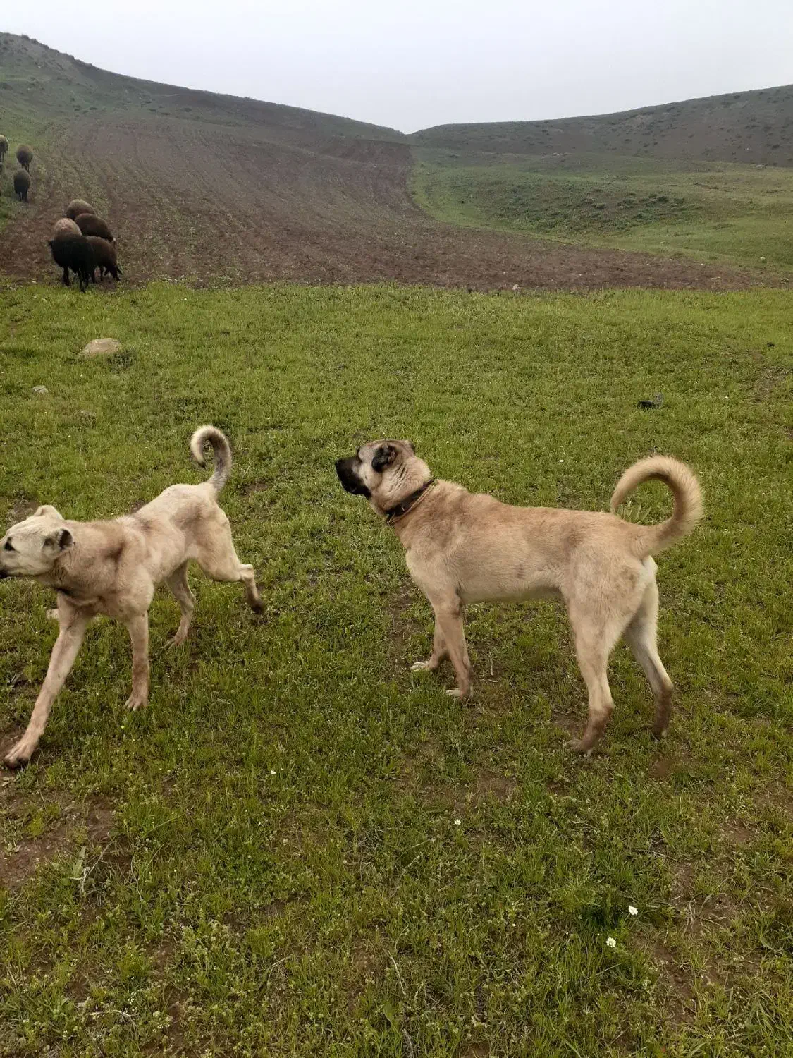 سگ سرابی نر|سگ|سلمان‌شهر, |دیوار