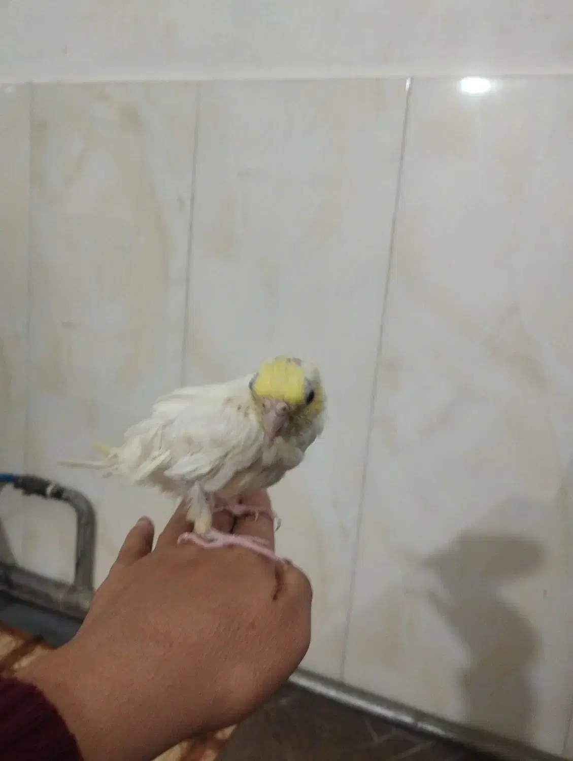 عروس هلندی|پرنده|مرند, |دیوار