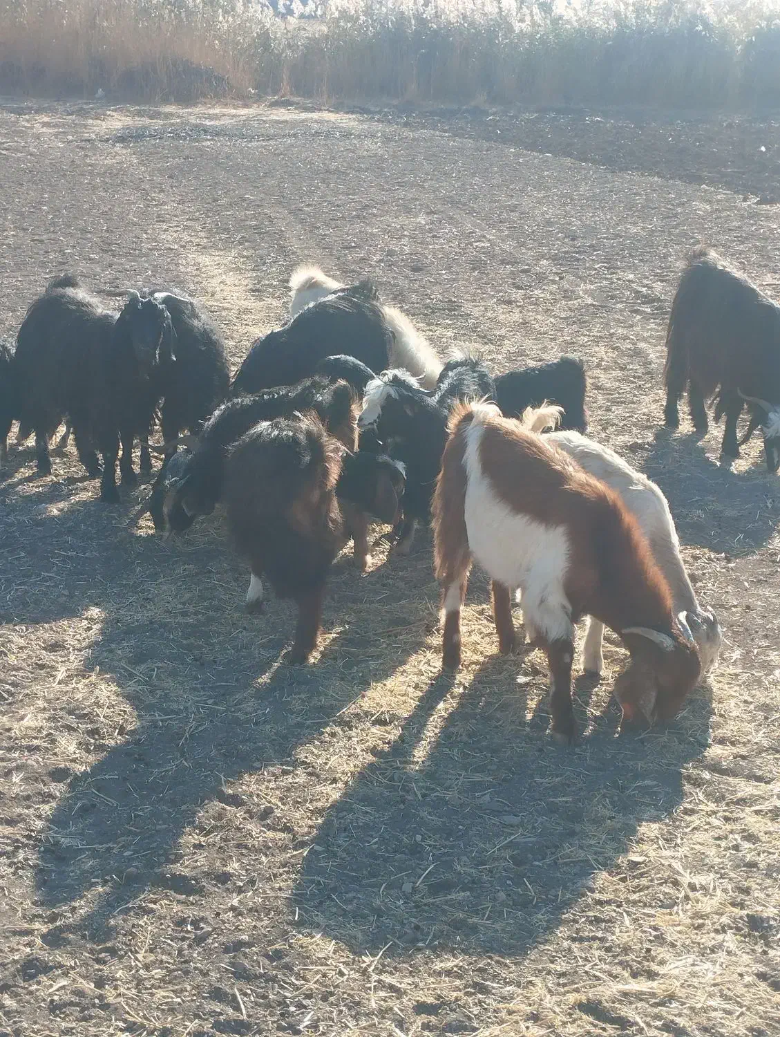 بزغاله بز میش|حیوانات مزرعه|کرمانشاه, |دیوار