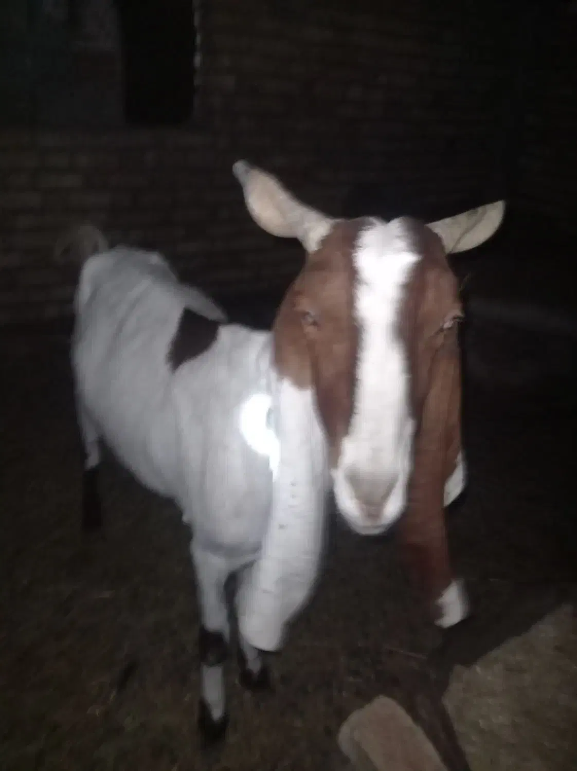 بز پاکستانی|حیوانات مزرعه|بجنورد, |دیوار