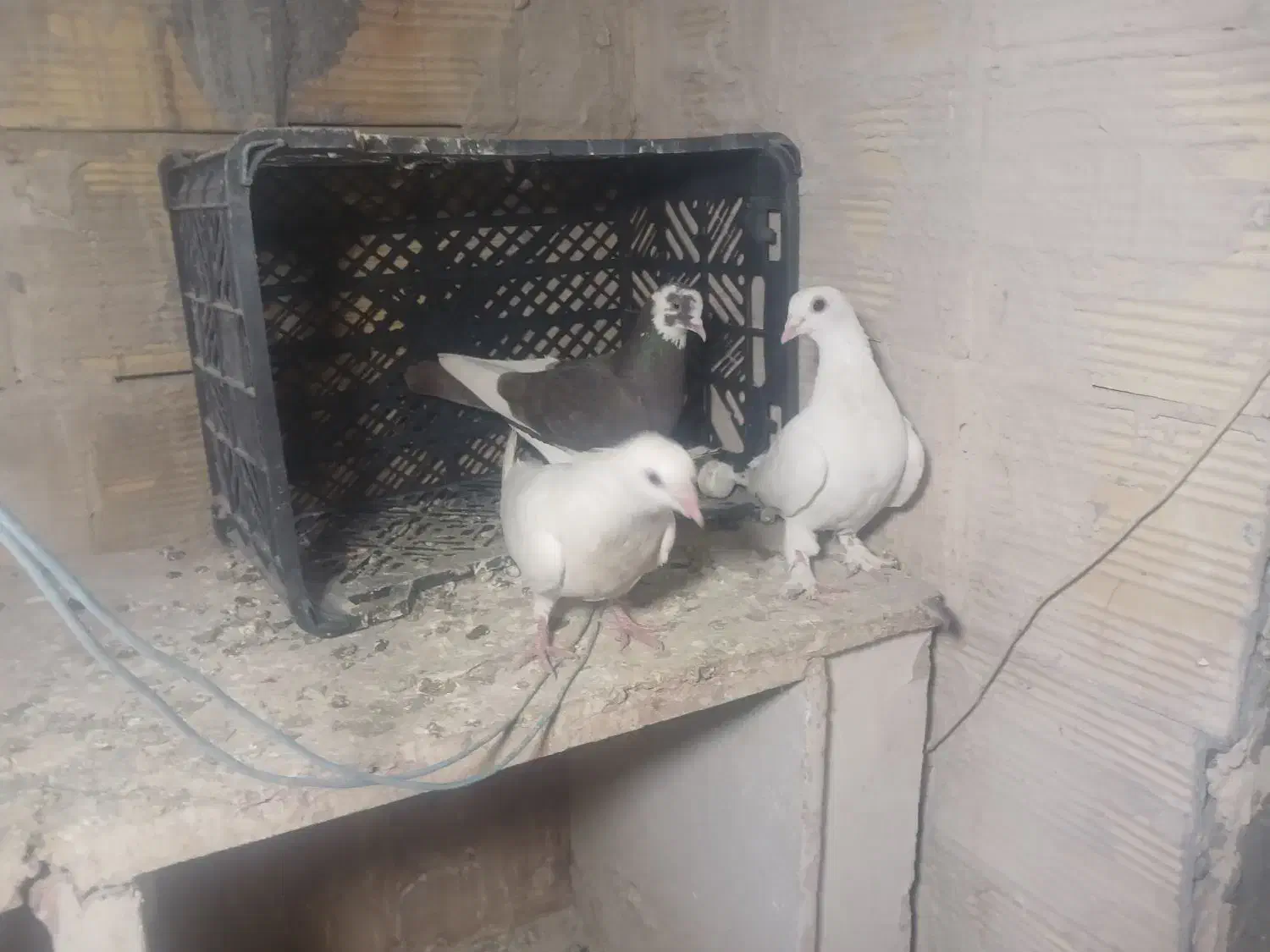 کبوتر|پرنده|تبریز, |دیوار