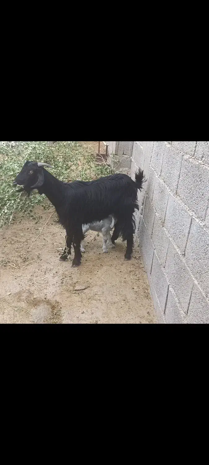 فروش دوتا بز ترکی  آبستن نزدیک با بز زاییده|حیوانات مزرعه|مهر, |دیوار