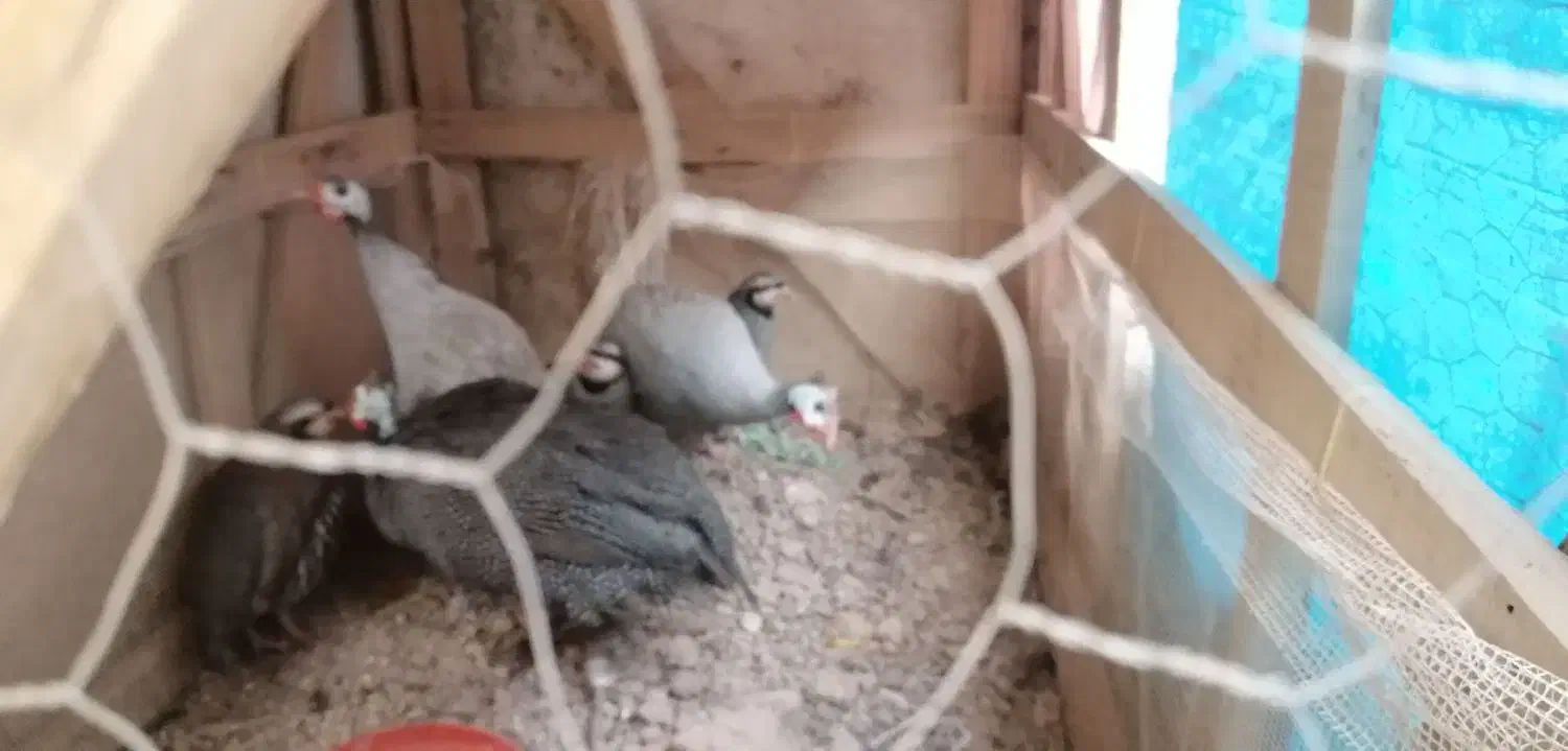 فروش مرغ شاخدار|حیوانات مزرعه|شیراز, گلشن|دیوار