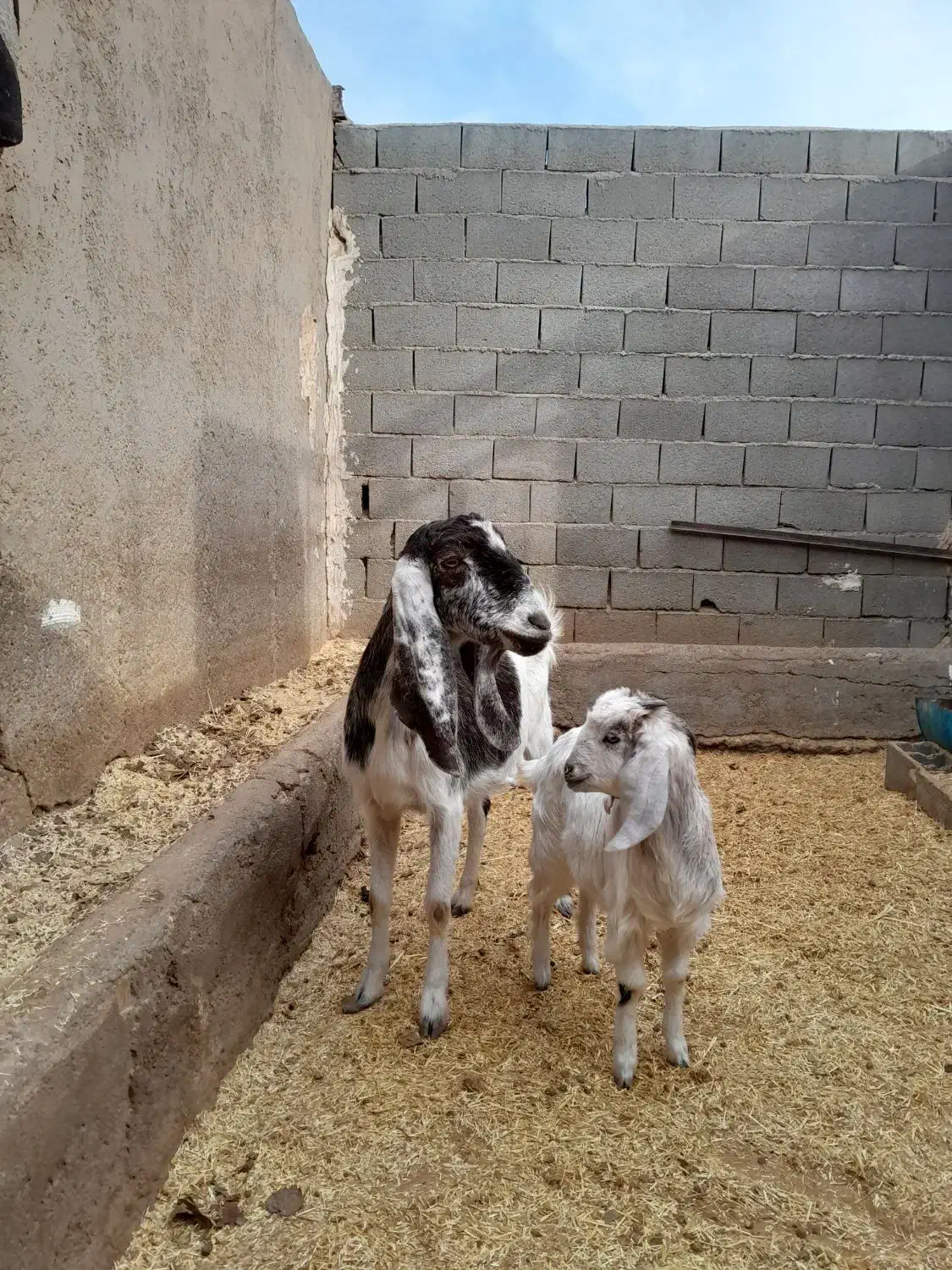 بزوبزغاله|حیوانات مزرعه|سمنان, |دیوار