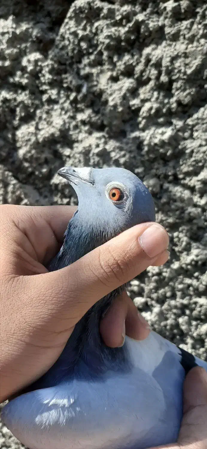 کبوتر سبز|پرنده|کلاله, |دیوار