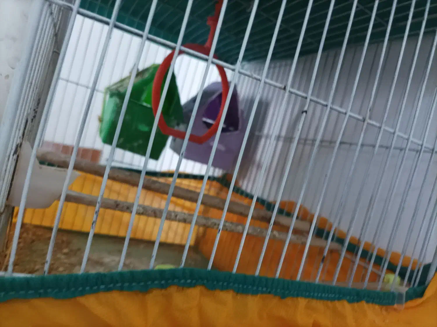 سه عدد مرغ عشق  نر وماده با اکنت فری فایر طاق ازنم|پرنده|مسجد سلیمان, |دیوار