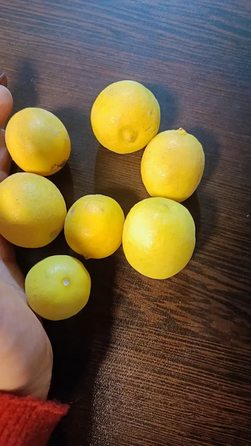 لیمو|خوردنی و آشامیدنی|یاسوج, |دیوار