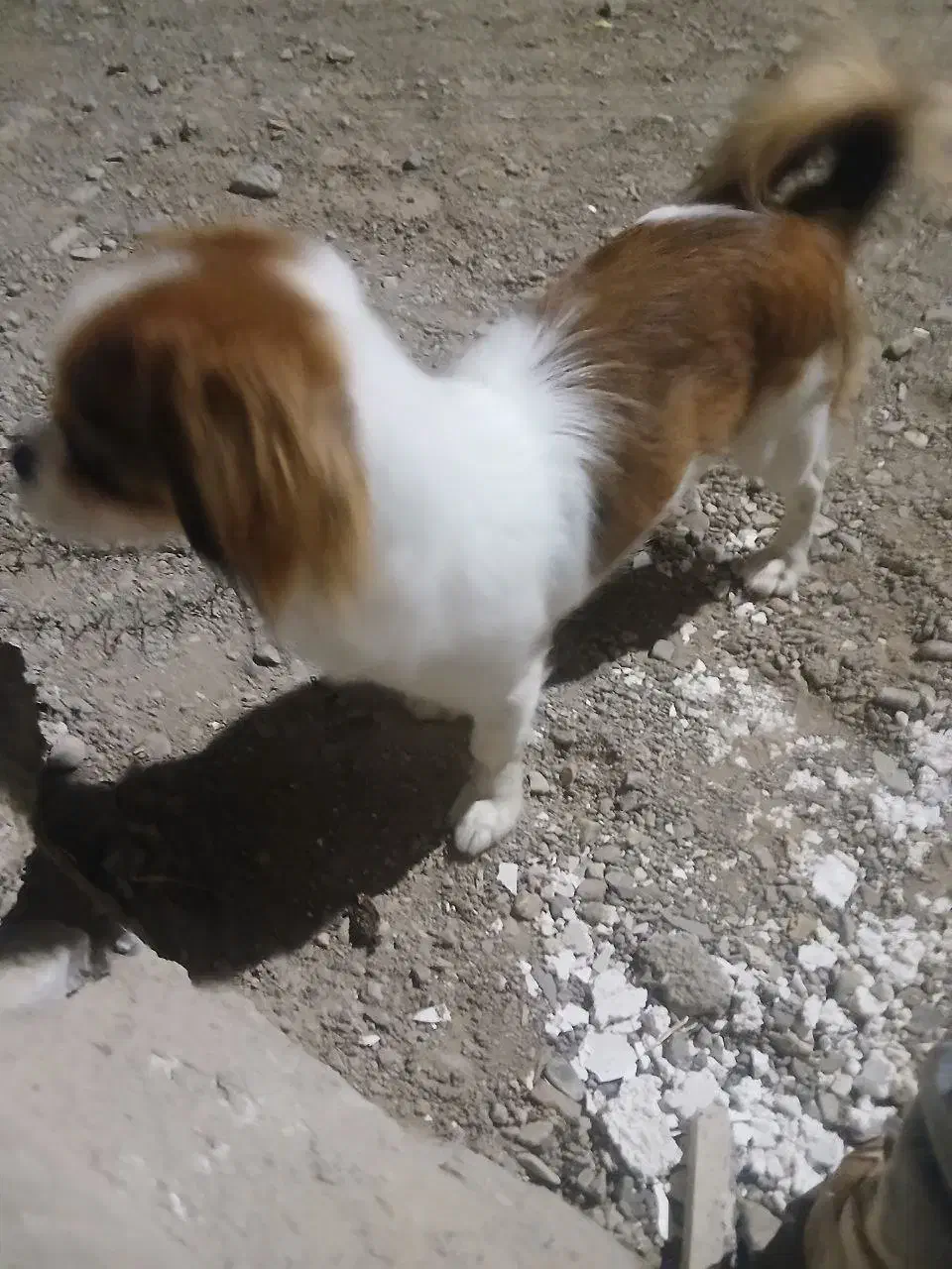 سگ پاپی شیتزو کراس|سگ|تربتحیدریه, اندیشه|دیوار