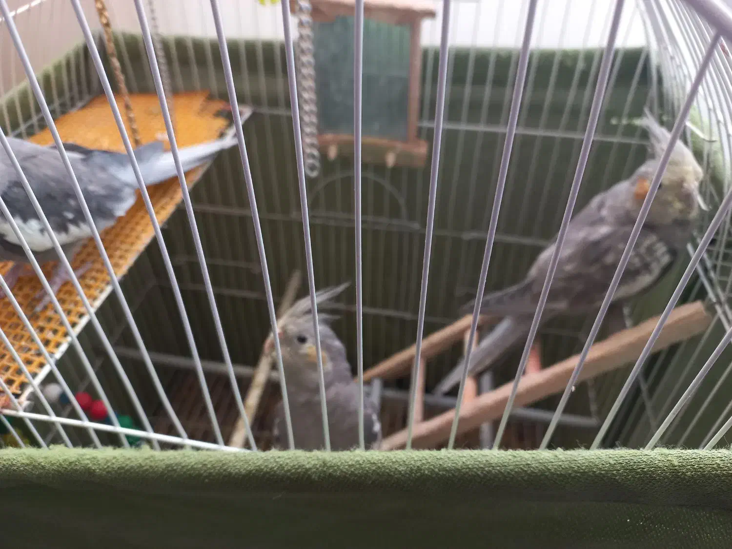 عروس هلندی کاملن اهلی|پرنده|سهند, |دیوار