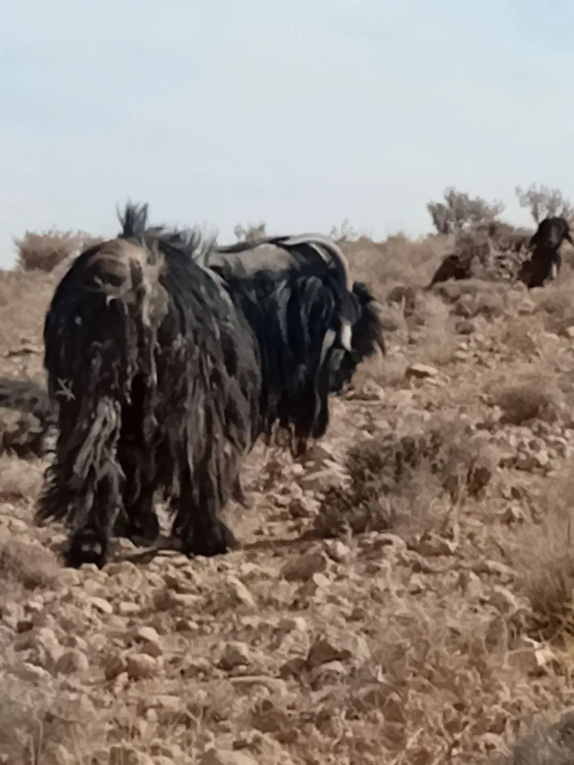 چبش.پازن.دوبر شهرکردی|حیوانات مزرعه|ارسنجان, |دیوار