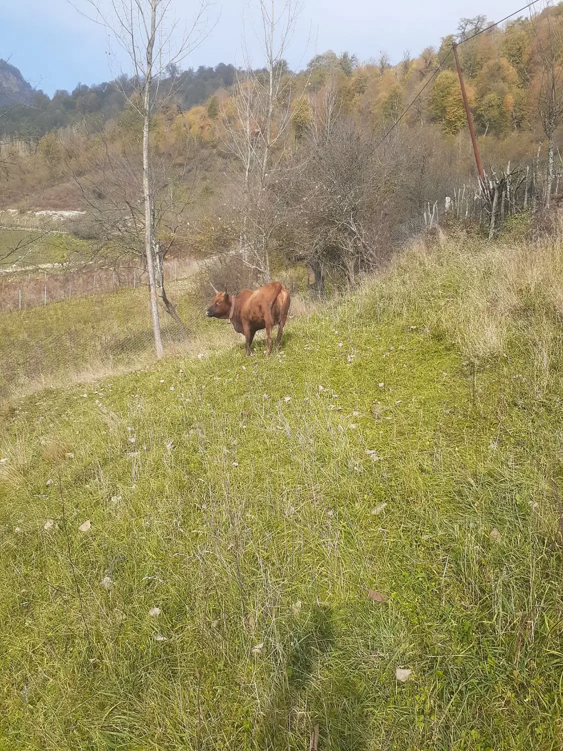 فروش فوری گاو با گوساله|حیوانات مزرعه|فریم, |دیوار